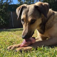 Photo of Lucky