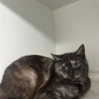 Photo of Gypsy Rose
