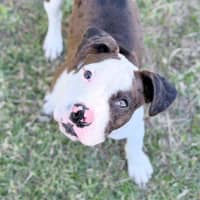 Photo of Gidget