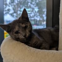 Photo of Lachesis