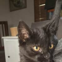 Photo of Pickles