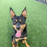 Photo of Matty Imp 1507