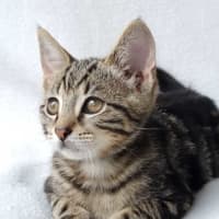 Photo of Houdini