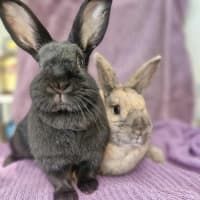 Photo of Coco & Cinnamon