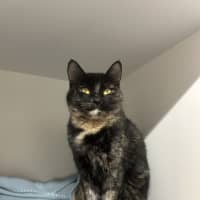 Photo of Calypso
