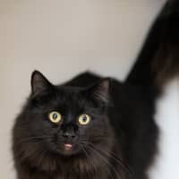 Photo of Domino