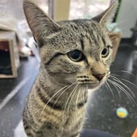 Photo of Tabby Princess