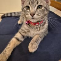 Photo of Zoodle Now Ripley