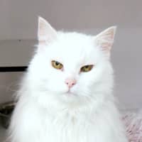 Photo of Quincy Sua011437 