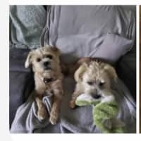 Photo of Motzy And Buddy.