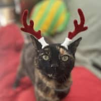 Photo of Sifah (8080)