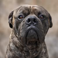 Photo of Moose