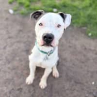 Photo of Phoenix