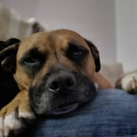 Photo of Penny   4 Year Old Staffy X Boxer