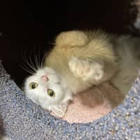Photo of Willow