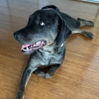 Photo of Charlotte 🌺 13 Month Old, Koolie X Labrador 