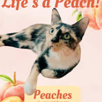 Photo of Peaches