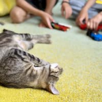 Photo of Luna *9 Lives Project Rescue*