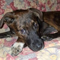 Photo of Georgie Girl