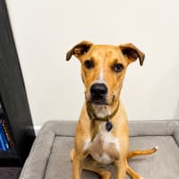 Photo of Timmy   11 Month Old Mastiff X