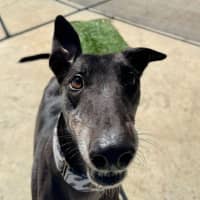 Photo of Alastor The Greyhound