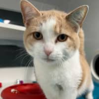 Photo of Pucci