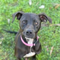 Photo of Buttercup