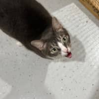 Photo of Yo Yo Mashed Potato + Mew Mew Pa Choo