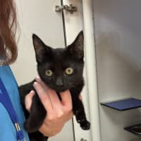 Photo of Binx