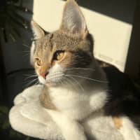 Photo of Dottie Golden