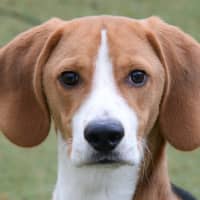 Photo of Bandit