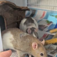 Photo of Cabbage, Joey And Pancake