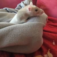 Photo of Rosie