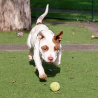 Photo of Tazzie