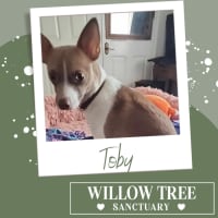 Photo of Toby