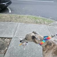 Photo of Franky, The Greyhound
