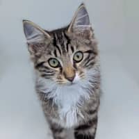 Photo of Gordon
