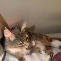 Photo of Chaussette