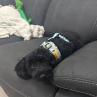Photo of Bear