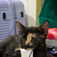 Photo of Cleo