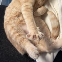Photo of Loki