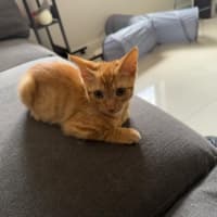 Photo of Cheeto