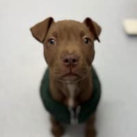 Photo of Khaleesi