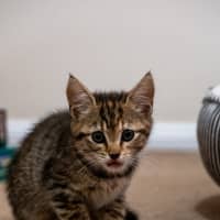 Photo of Maisie