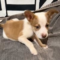 Photo of Jingle