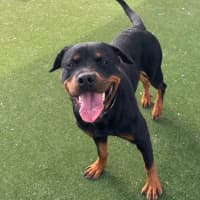 Photo of Moon Imp 29