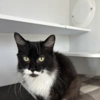 Photo of Socks