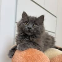 Photo of Suede