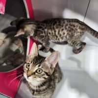 Photo of Gizmo