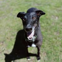 Photo of Coral (Eilish)